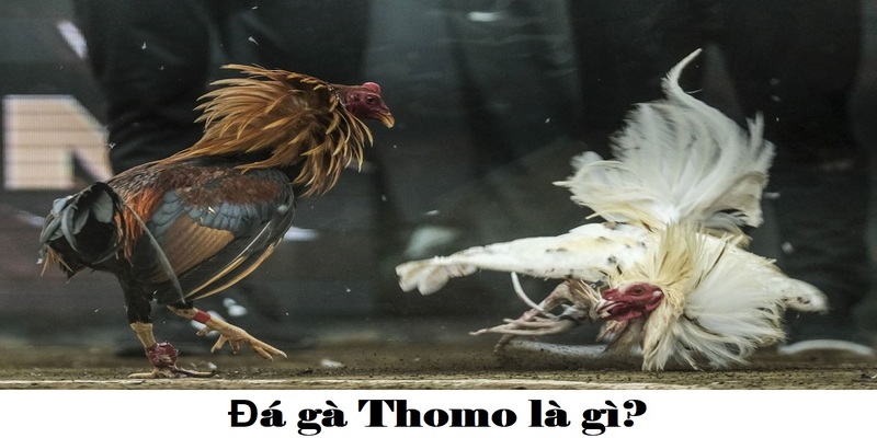 da-ga-thomo